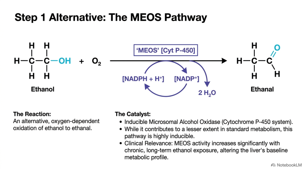 Slide 6: The Microsomal MEOS Pathway in Ethanol Metabolism
