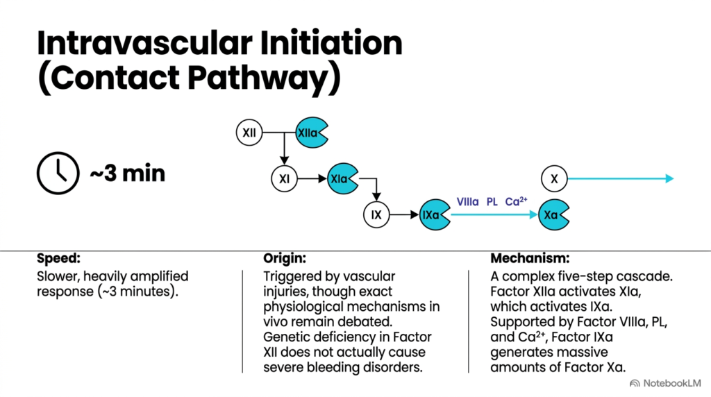Slide 7: Intravascular Initiation of Blood Coagulation