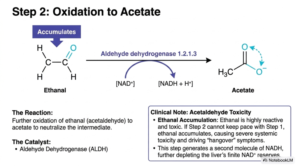 Slide 7: Ethanal Processing and Toxicity in Ethanol Metabolism