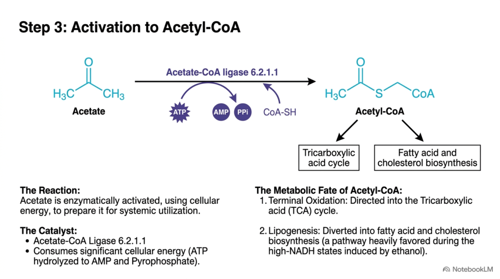 Slide 8: Activation to Acetyl-CoA in Ethanol Metabolism