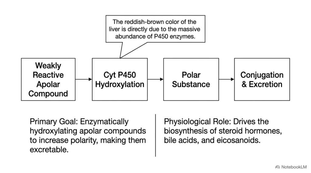 Slide 2: The Physiological Goals of Cytochrome P450 Enzymes