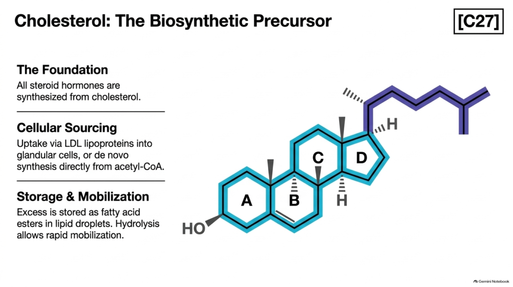 Slide 02: Steroid Hormone Metabolism – Cholesterol as the Universal Precursor