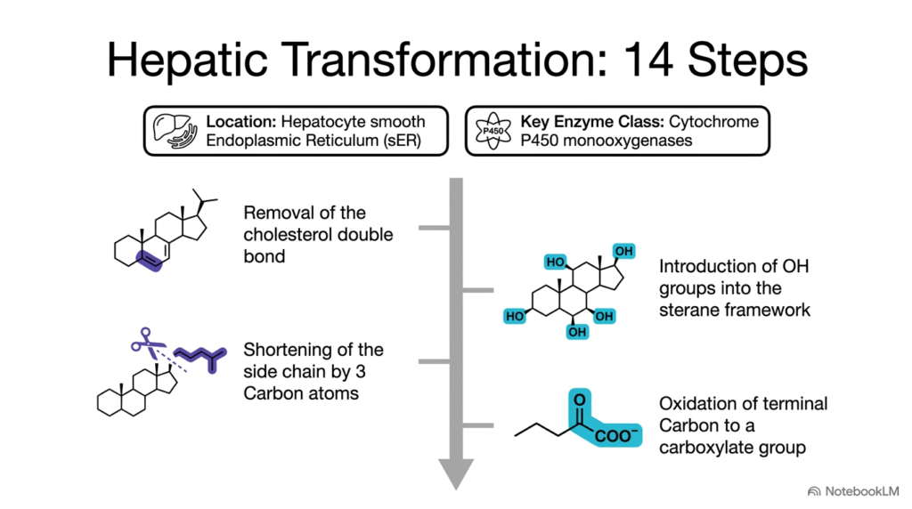 Slide 3: Hepatic Transformation Steps in Creating Bile Acids