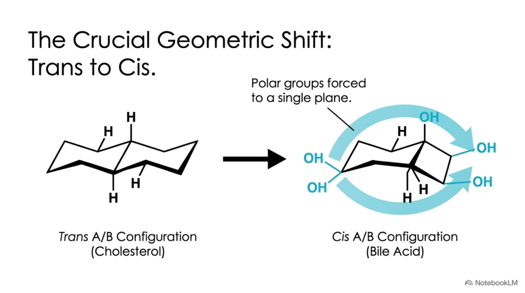 Slide 4: Geometric Shift from Trans to Cis in Bile Acids