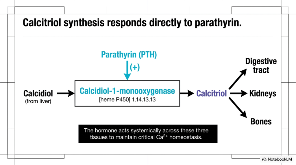 Slide 4: Parathyrin Regulation of Calcitriol Synthesis and Renal Hormones