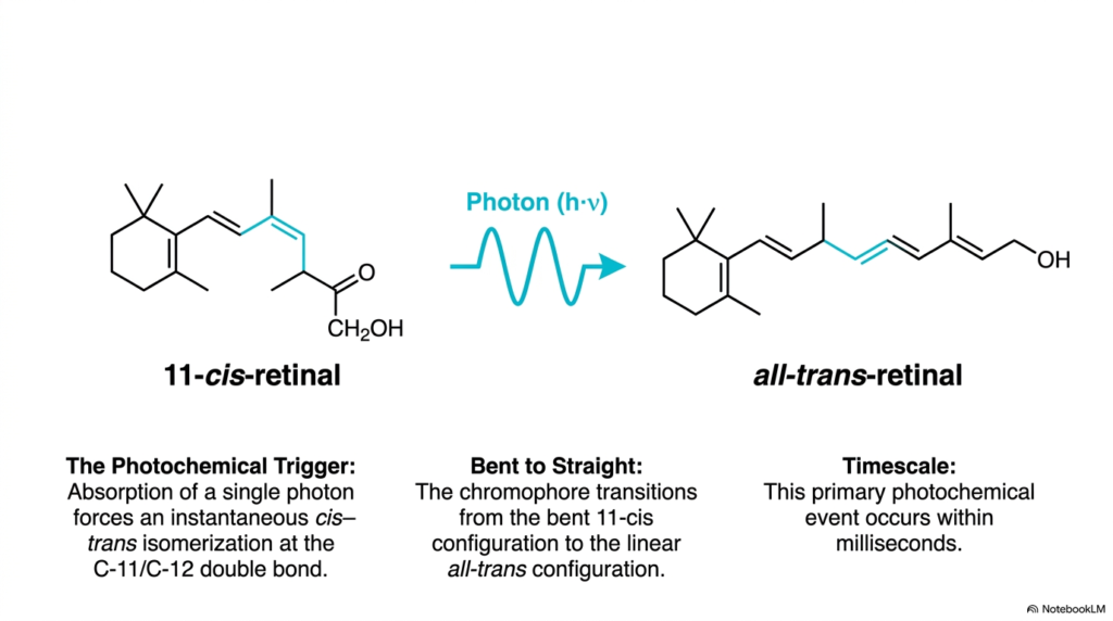 Slide 04: Biochemistry of Vision - Photochemical Cis-Trans Isomerization
