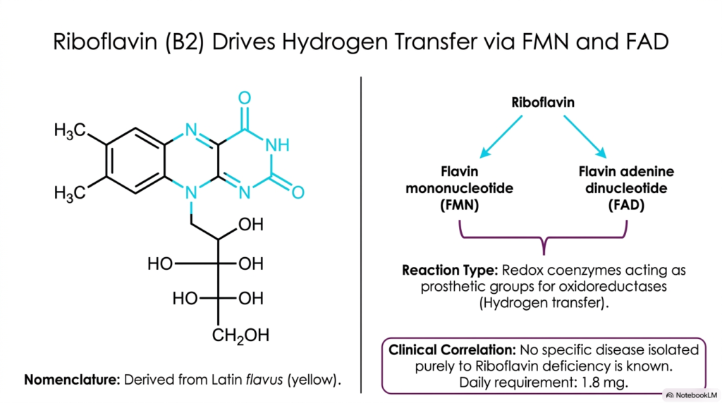 Slide 4: Riboflavin and Hydrogen Transfer among Water-Soluble Vitamins