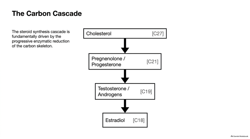 Slide 04: Steroid Hormone Metabolism – The Carbon Reduction Cascade