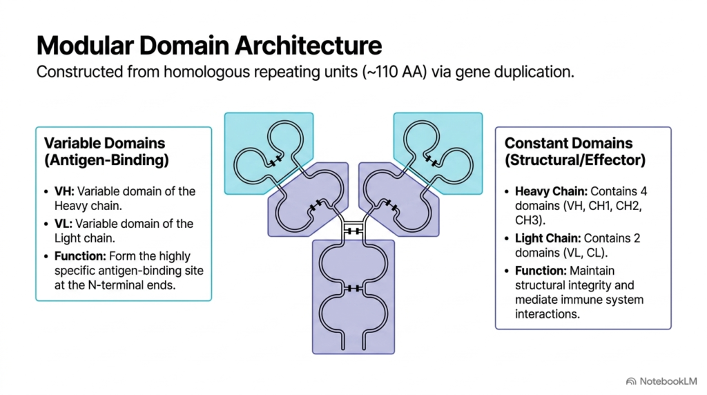 Slide 4: Modular Domain Architecture of Functional Antibodies