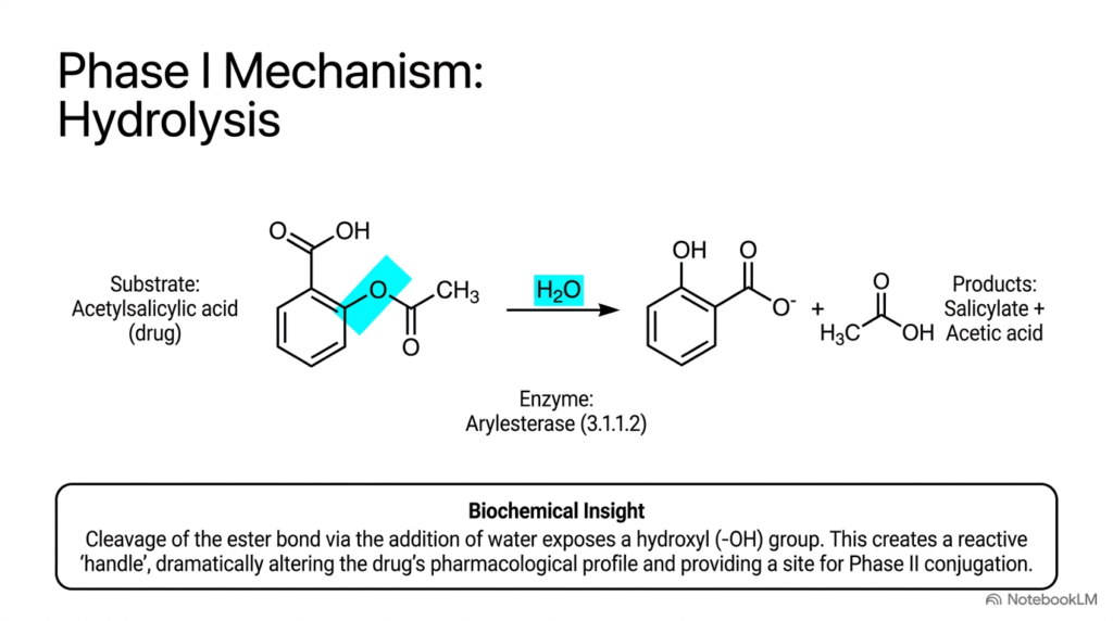 Slide 5: Hydrolysis Mechanisms in Phase I Metabolic Biotransformation