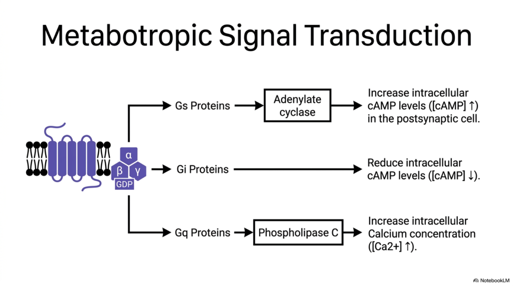 Slide 5: Signal Transduction by Metabotropic Neurotransmitter Receptors
