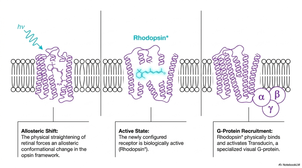 Slide 05: Biochemistry of Vision - Opsin Activation and Transducin Recruitment