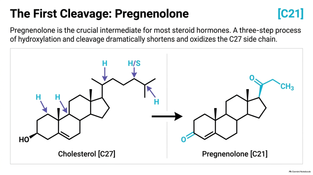 Slide 05: Steroid Hormone Metabolism – Pregnenolone Synthesis and Side-Chain Cleavage
