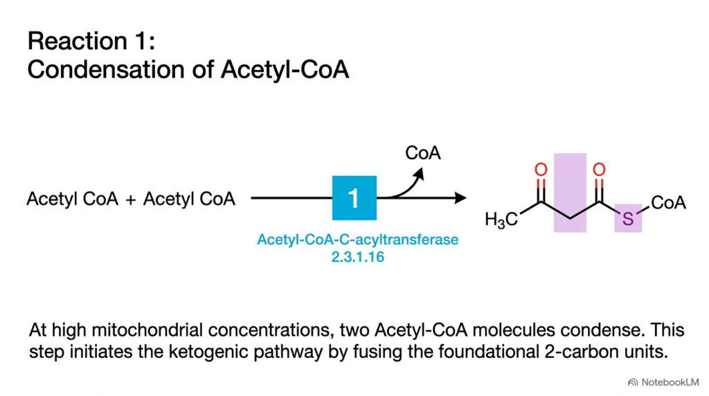 Slide 6: Reaction 1 – Acetyl-CoA Condensation in Hepatic Lipid Metabolism