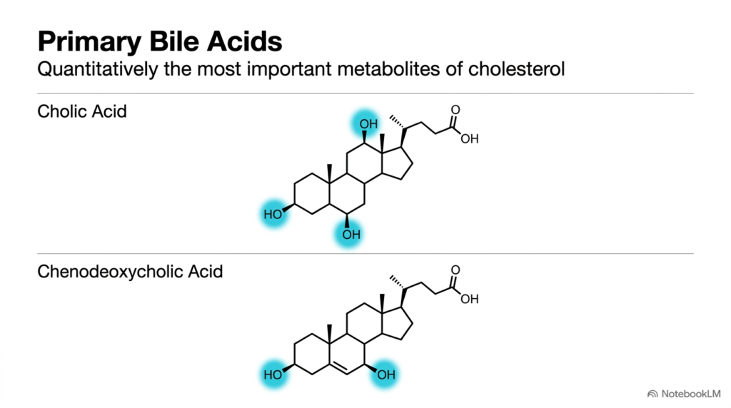 Slide 6: Primary Bile Acids Formed in the Liver