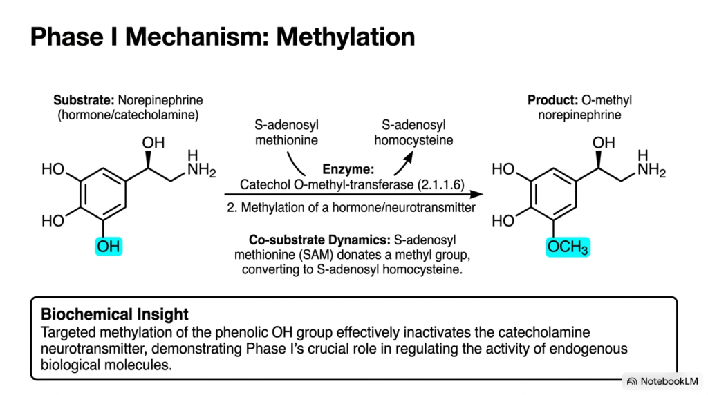 Slide 6: Methylation Pathways in Phase I Metabolic Biotransformation