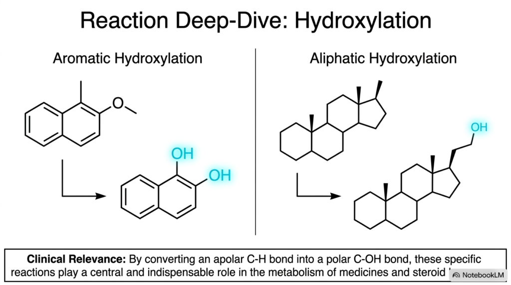 Slide 6: Hydroxylation Pathways Catalyzed by Cytochrome P450