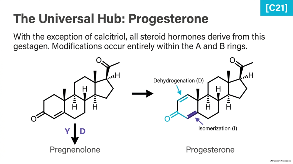 Slide 06: Steroid Hormone Metabolism – Progesterone as the Universal Branch Point