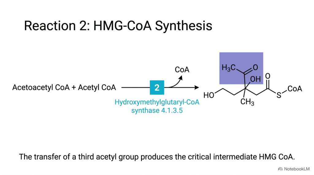 Slide 7: Reaction 2 – HMG-CoA Synthesis in Hepatic Lipid Metabolism