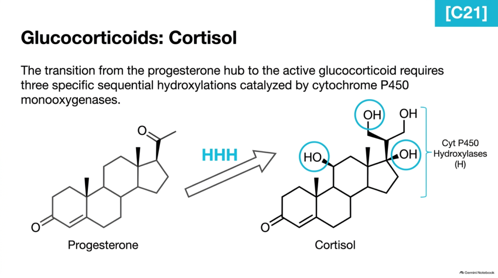Slide 07: Steroid Hormone Metabolism – Glucocorticoid Biosynthesis and Cortisol