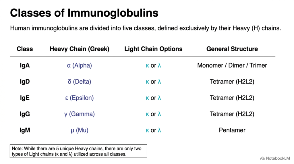 Slide 7: Five Structural Classes of Human Antibodies