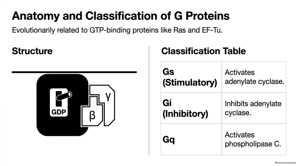 Slide 7: Anatomy and Classification of G Proteins in the Hydrophilic Hormone Mechanism of Action
