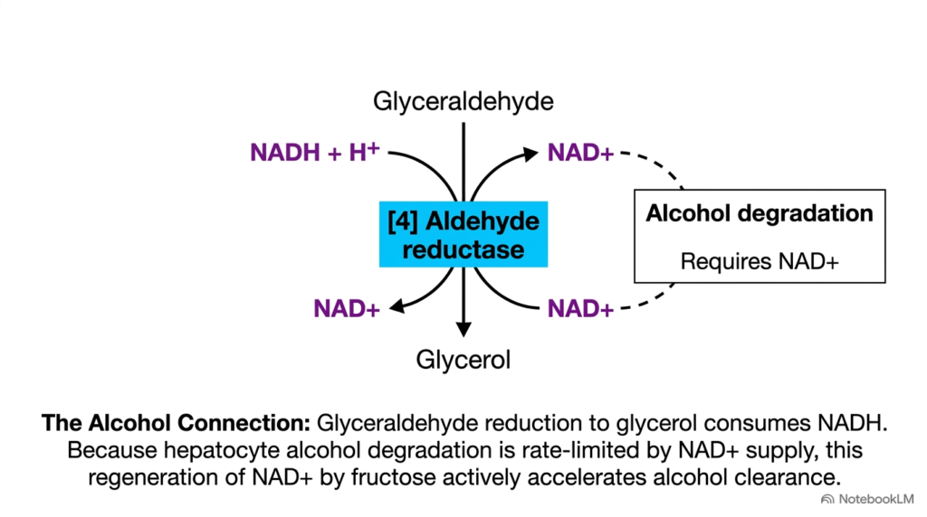 Slide 07: The Alcohol Connection and Redox Balance in Carbohydrate Metabolism
