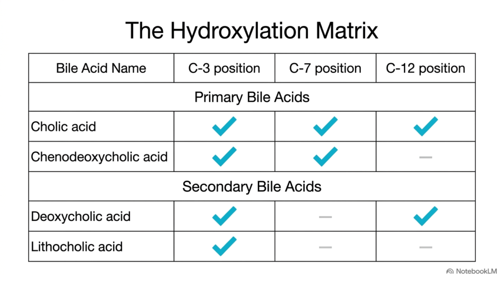 Slide 8: Hydroxylation Matrix of Primary and Secondary Bile Acids