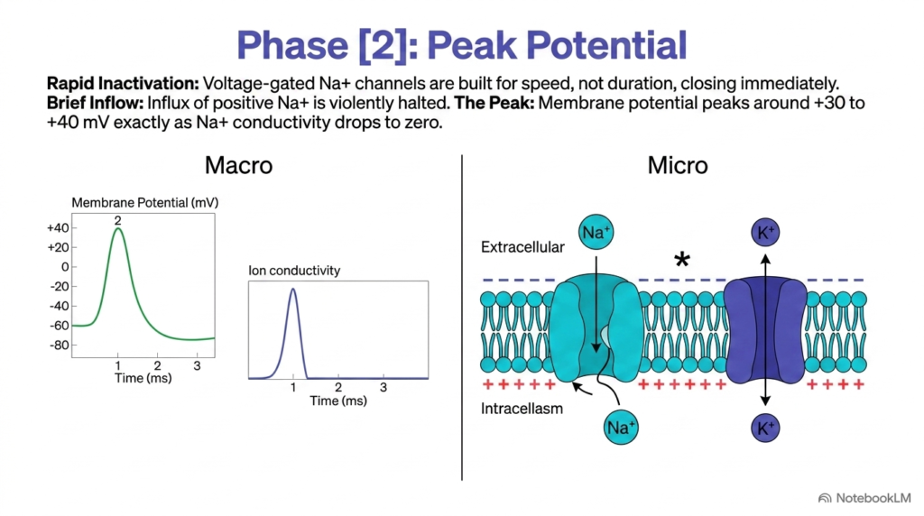 Slide 08: Peak Potential Kinetics in Resting and Action Potentials