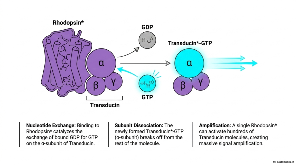 Slide 08: Biochemistry of Vision - Transducin Activation and Signal Amplification