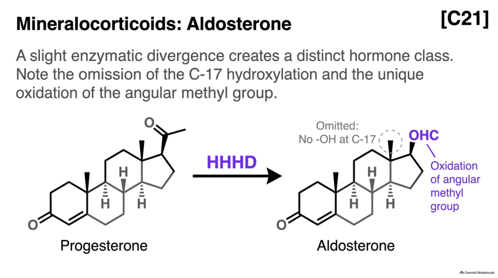 Slide 08: Steroid Hormone Metabolism – Mineralocorticoid Synthesis and Aldosterone