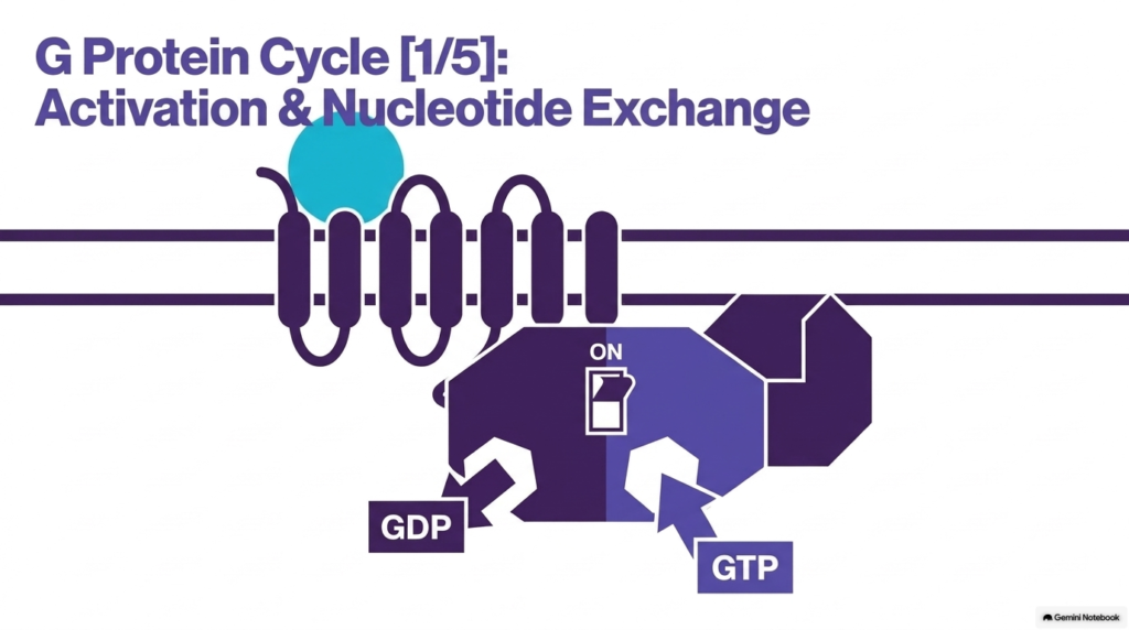 Slide 8: G Protein Activation and Nucleotide Exchange in the Hydrophilic Hormone Mechanism of Action
