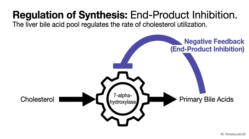 Slide 9: Regulation of Synthesis by Feedback on Bile Acids