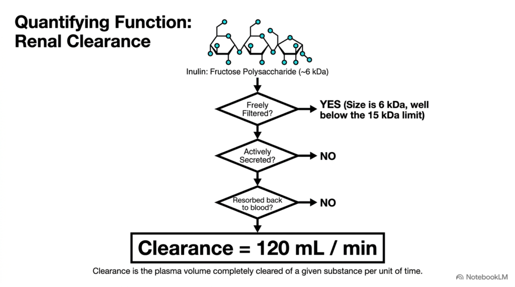 Slide 09: Quantifying Function through Renal Clearance in Renal Biochemistry