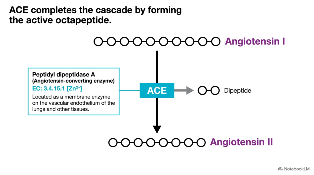 Slide 9: Angiotensin-Converting Enzyme and Cascades of Renal Hormones