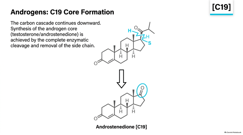 Slide 09: Steroid Hormone Metabolism – Androgen Formation and Side-Chain Removal