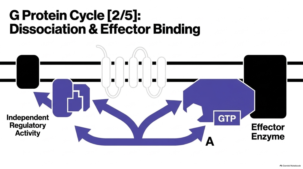 Slide 9: Dissociation and Effector Binding in the Hydrophilic Hormone Mechanism of Action
