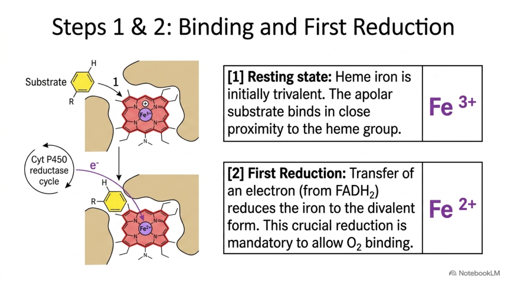 Slide 10: Substrate Binding and First Reduction in Cytochrome P450