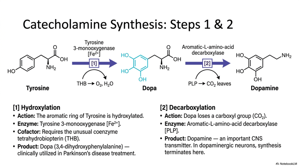 Slide 10: Early Enzymatic Steps for Catecholamine Neurotransmitters