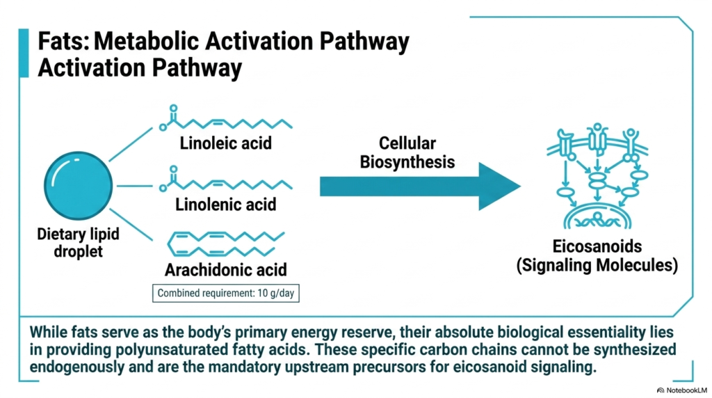 Slide 10: Essential Fatty Acids and Eicosanoid Pathways in Lipid Macronutrients