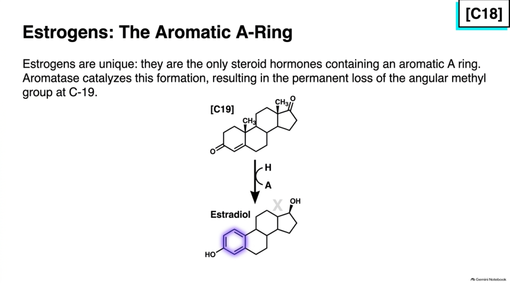 Slide 10: Steroid Hormone Metabolism – Estrogen Biosynthesis and Aromatization