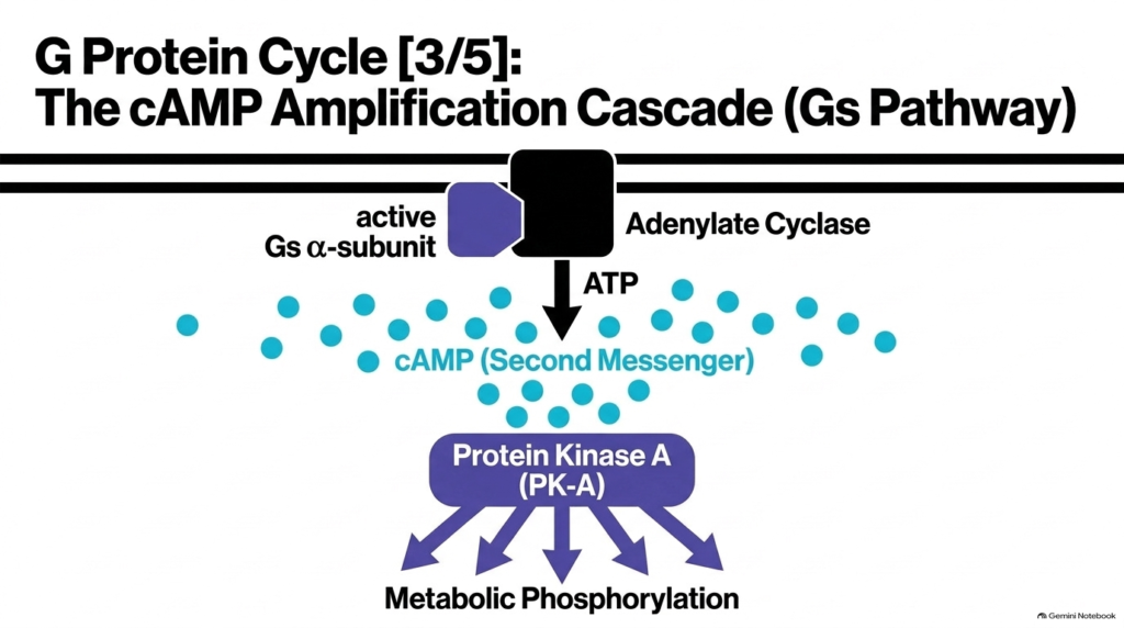 Slide 10: The cAMP Amplification Cascade in the Hydrophilic Hormone Mechanism of Action