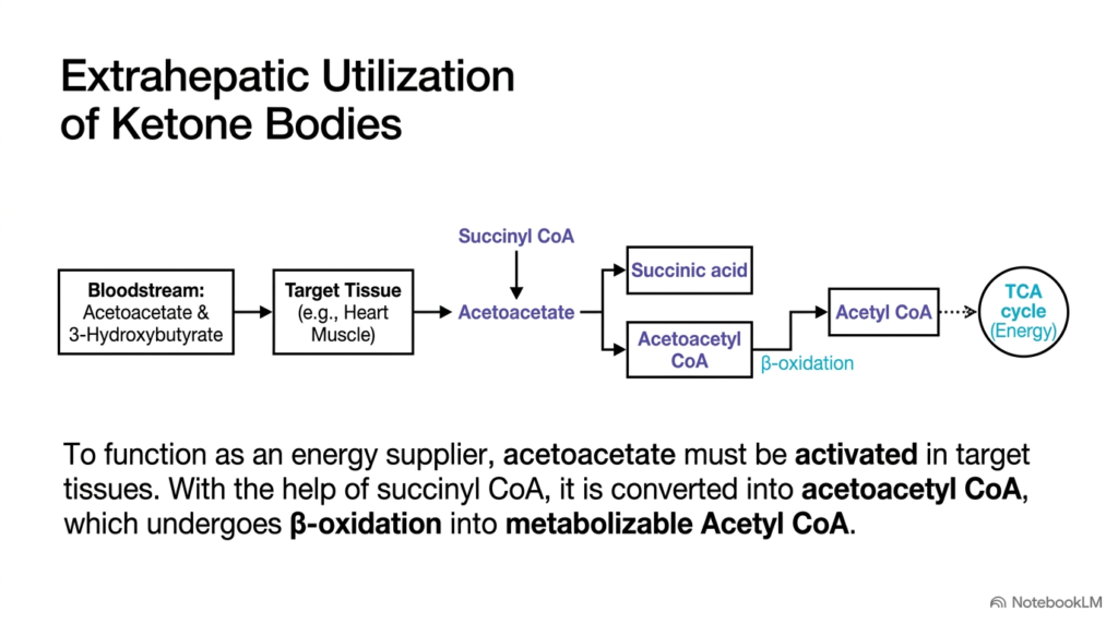 Slide 10: Extrahepatic Utilization of Ketone Bodies in Hepatic Lipid Metabolism