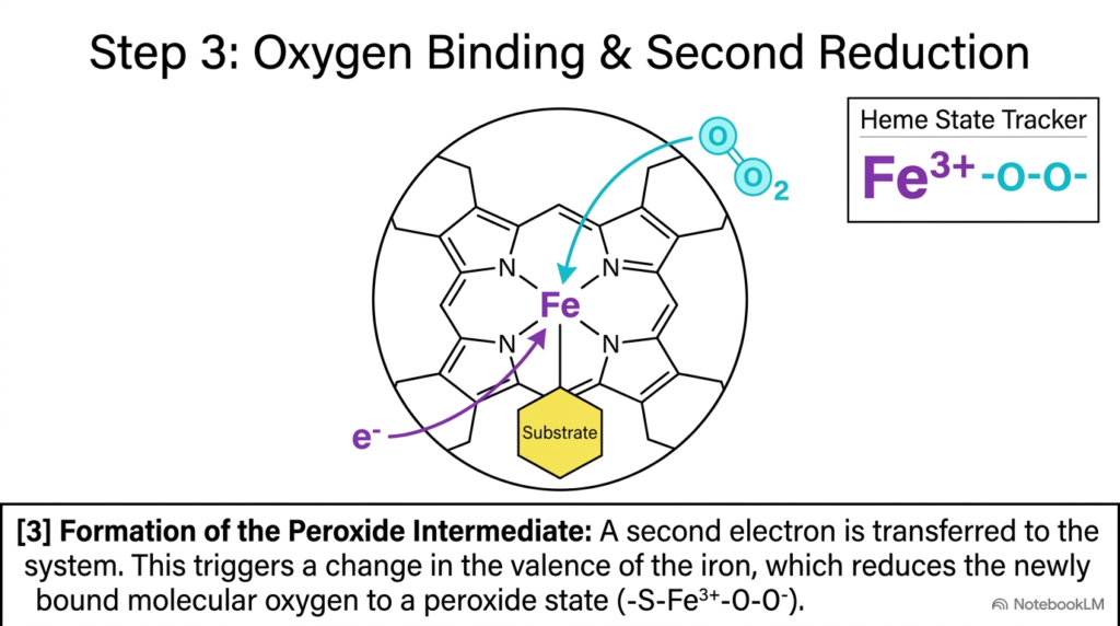 Slide 11: Oxygen Binding and Peroxide Intermediate Formation in Cytochrome P450