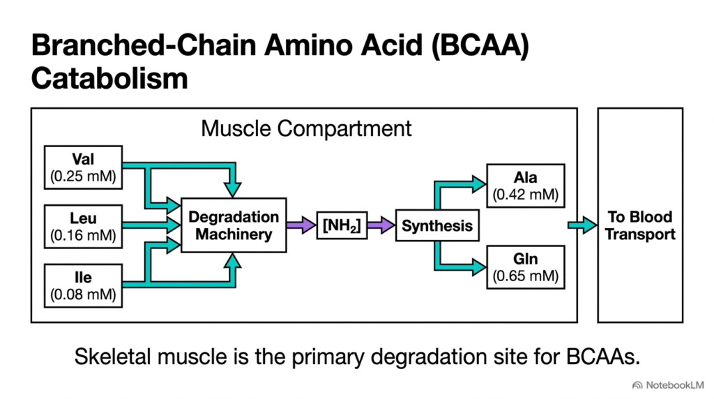 Slide 11: Branched-Chain Amino Acid Catabolism in Muscle Metabolism