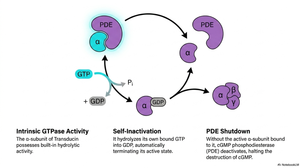 Slide 11: Biochemistry of Vision - Transducin Self-Inactivation and Recovery