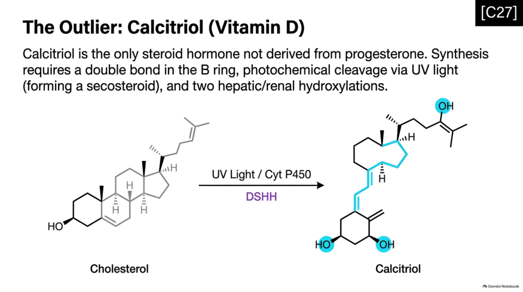 Slide 11: Steroid Hormone Metabolism – Calcitriol Synthesis and Secosteroid Pathways