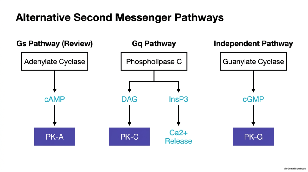 Slide 11: Alternative Second Messenger Pathways in the Hydrophilic Hormone Mechanism of Action