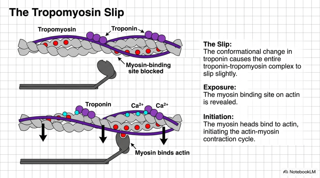 Slide 12: Tropomyosin Movement and Exposure in Muscle Contraction Control