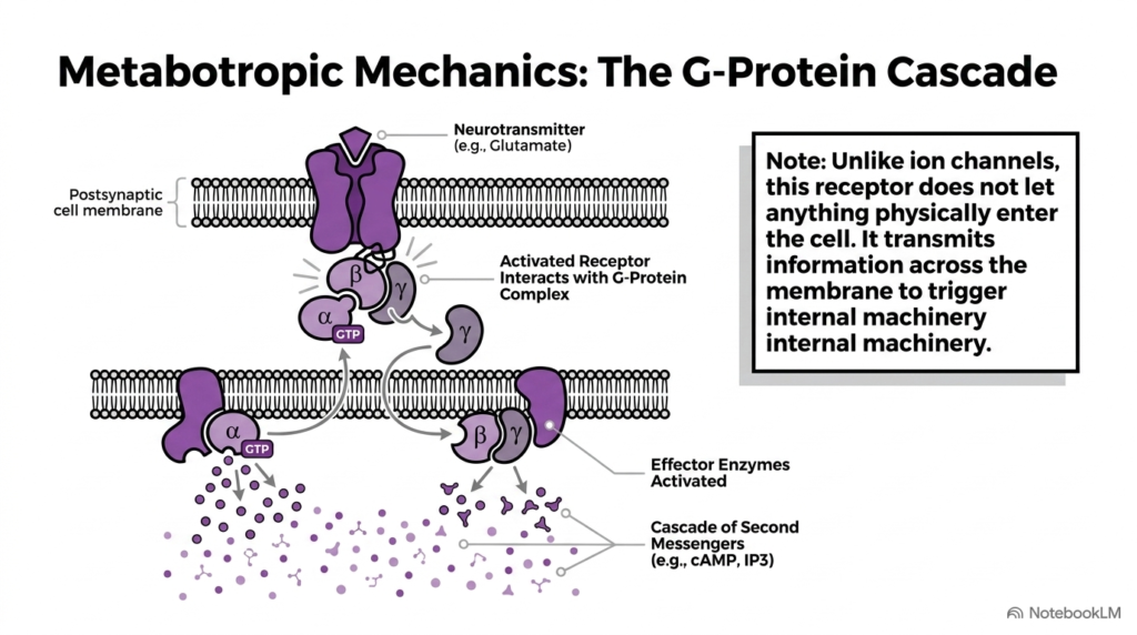 Slide 12: Metabotropic G-Protein Cascades in CNS Signal Transmission